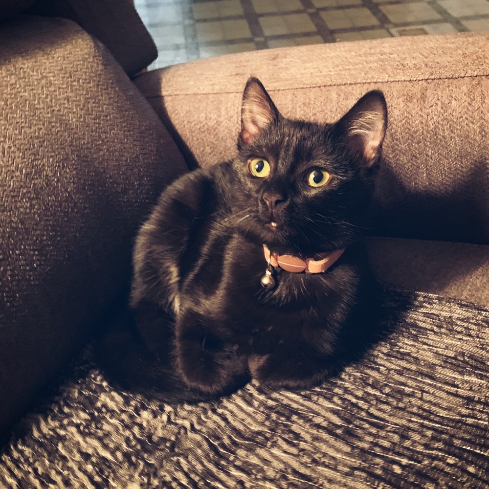 Meet your Posher, Holly